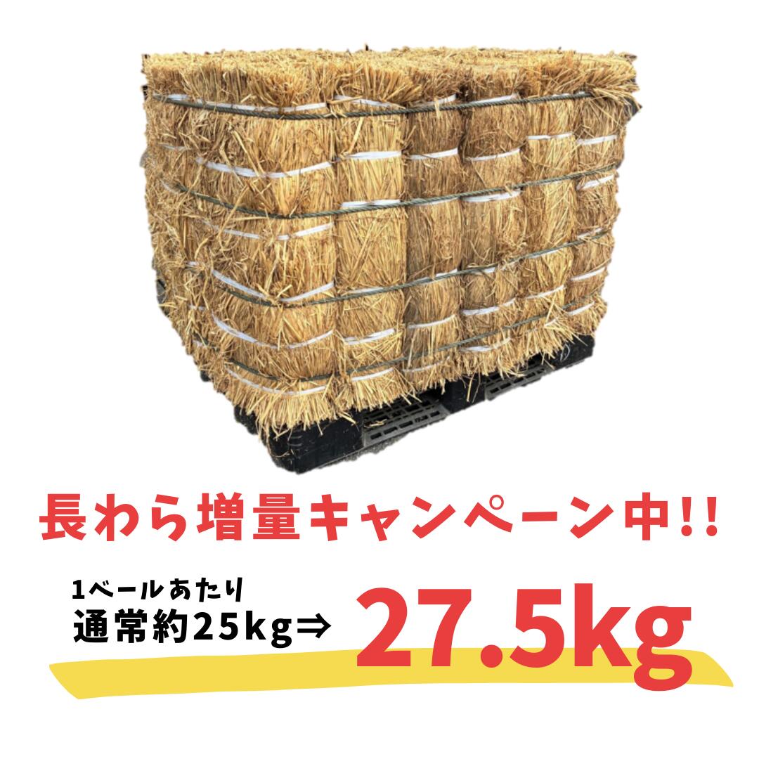 楽天市場】【今だけ10％増量中！】長わら 約25kg 16ベール 大容量藁 敷