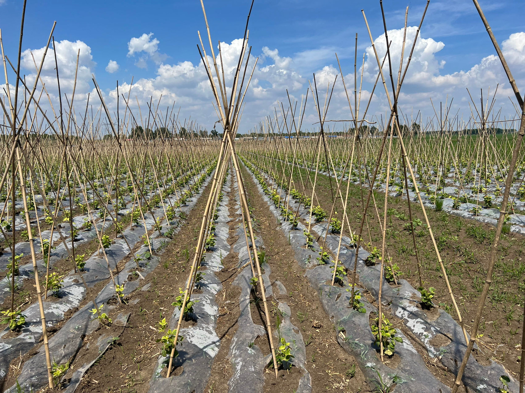 楽天市場】女竹 90cm 100本 篠竹 添え木 竹支柱 農業支柱 園芸支柱