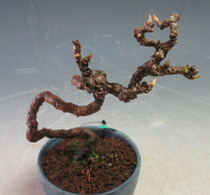 楽天市場】盆栽 竜神蔦/リュウジンヅタのミニ盆栽【現品】 : 山野草と