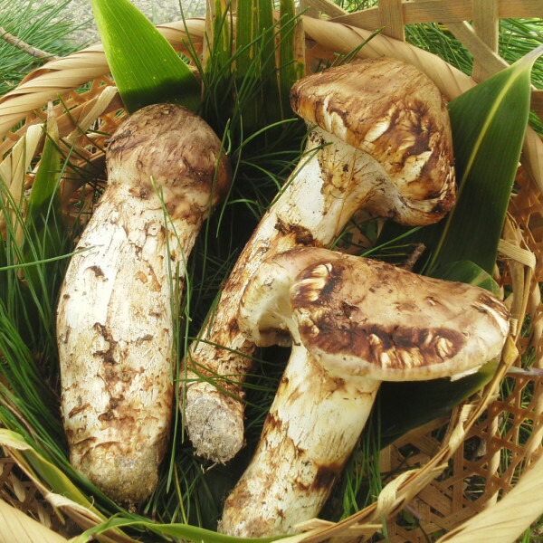 楽天市場】【国産 天然】松茸 500g 採れたてを産直☆ミシュラン3