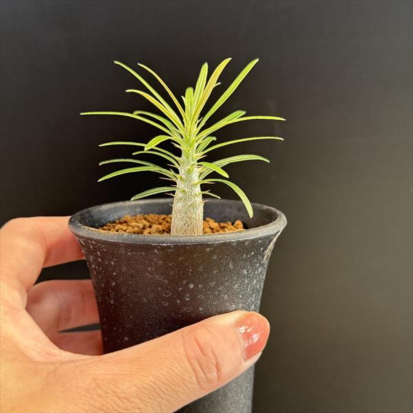 楽天市場】☆特価☆コーデックス：パキポディウム グラキリス 実生*M