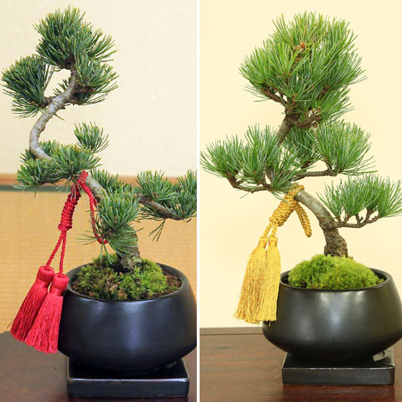 楽天市場】盆栽：五葉松（モダン鉢) 紐・受け皿付き*☆【選べる紐付き