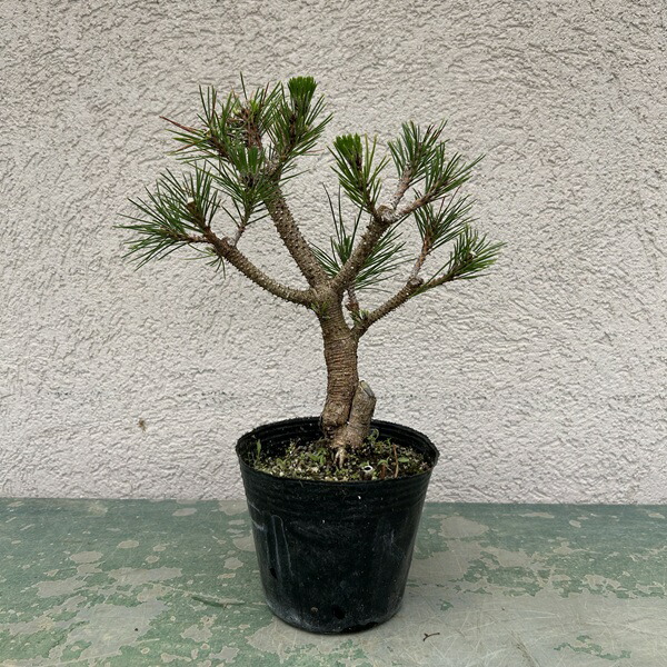 楽天市場】黒松 苗（盆栽｜花・観葉植物）：花・ガーデン・DIYの通販