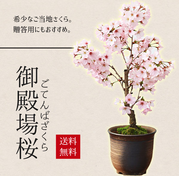 楽天市場】本：MIST LOVERS -Rainforest Plants-*資材 : 遊恵盆栽 楽天