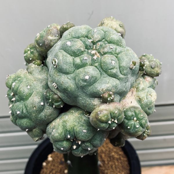 楽天市場】サボテン：ロフォフォラ 谷田貝氏 疣銀冠玉 ツギ*幅12cm