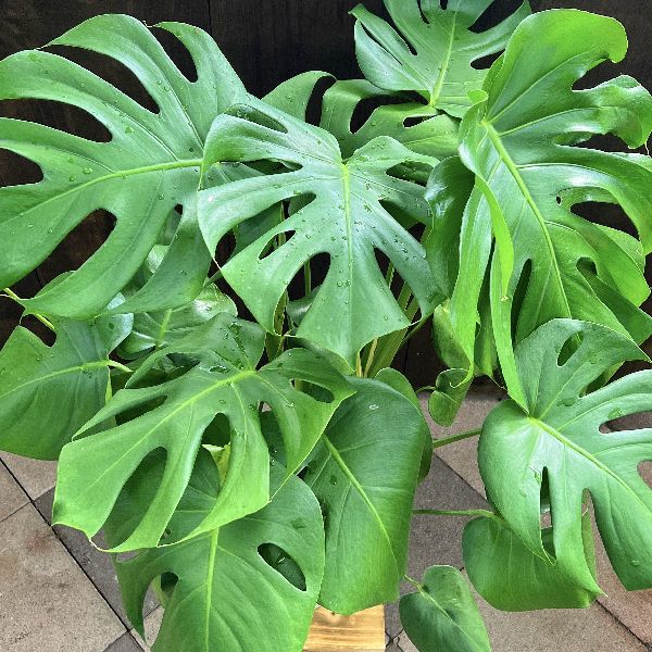 楽天市場】おしゃれ 観葉植物：モンステラ*7号 プラポット Monstera