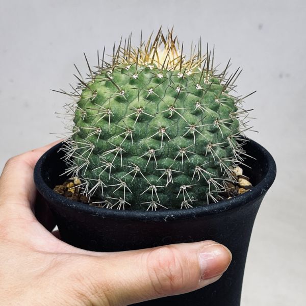 発根済み 孤竜丸 コピアポア コルムナアルバ 楽天市場】サボテン