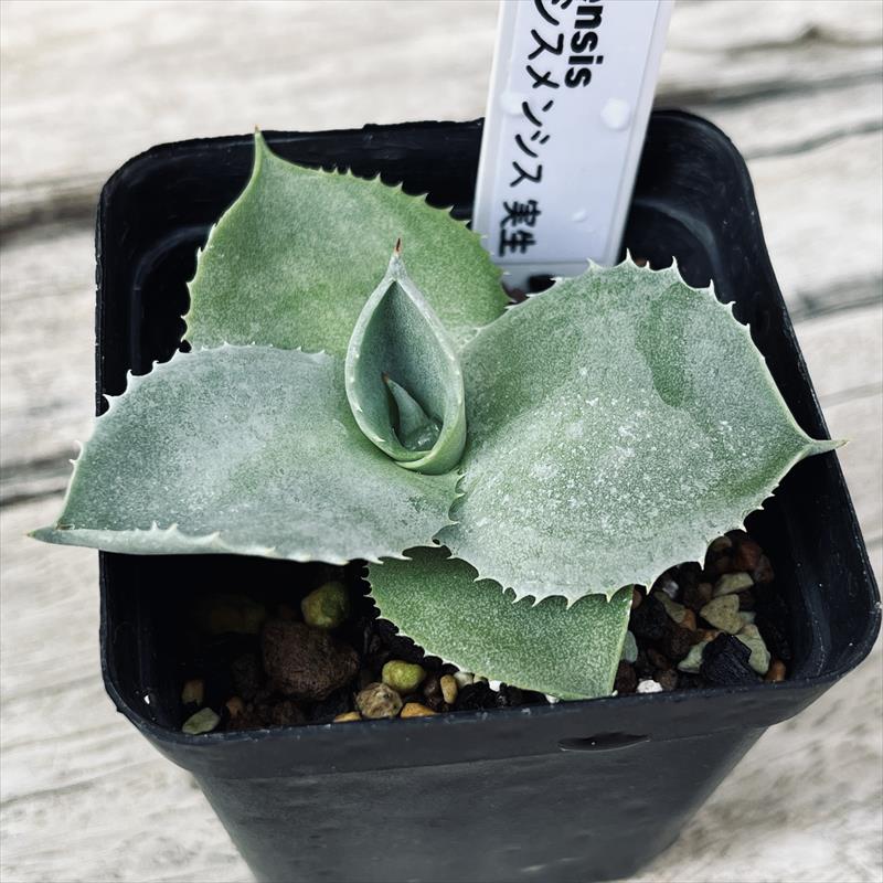 楽天市場】多肉植物：アガベ イシスメンシス 実生*幅6cm : 遊恵盆栽