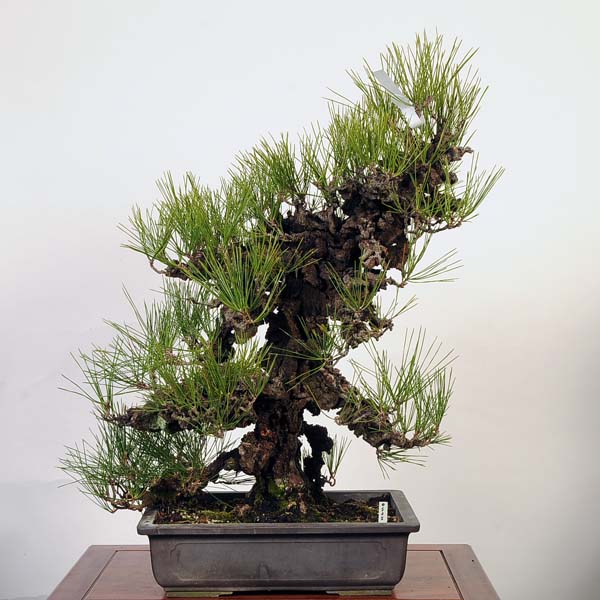 楽天市場】盆栽 特選：錦松 現品*にしきまつ ニシキマツ