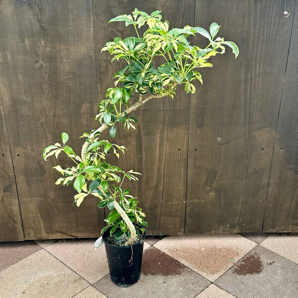 楽天市場】おしゃれ 観葉植物：シェフレラ グランディ バリエガータ*5