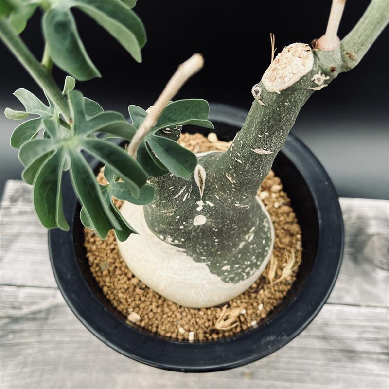 楽天市場】コーデックス：アデニア グラウカ*塊根幅10cm 現品！一品