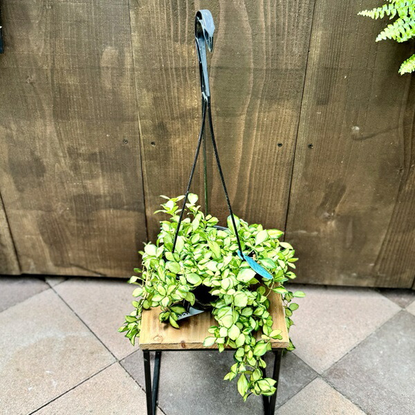楽天市場】おしゃれ 観葉植物：ホヤ ヘウスケリアナ 斑入り*吊り鉢 5号