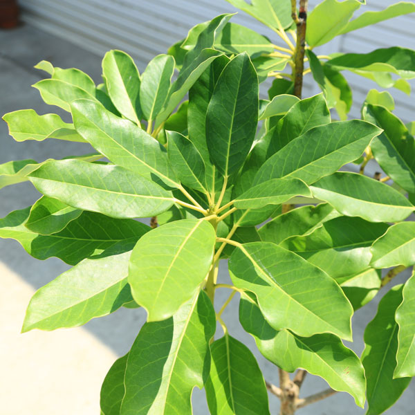 楽天市場】現品庭木・植木・縁起良し：ユズリハ（ゆずりは）譲り葉