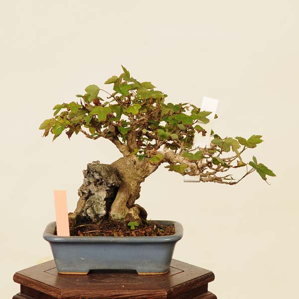 楽天市場】盆栽 特選：楓石付 現品*かえで カエデ Kaede bonsai Acer