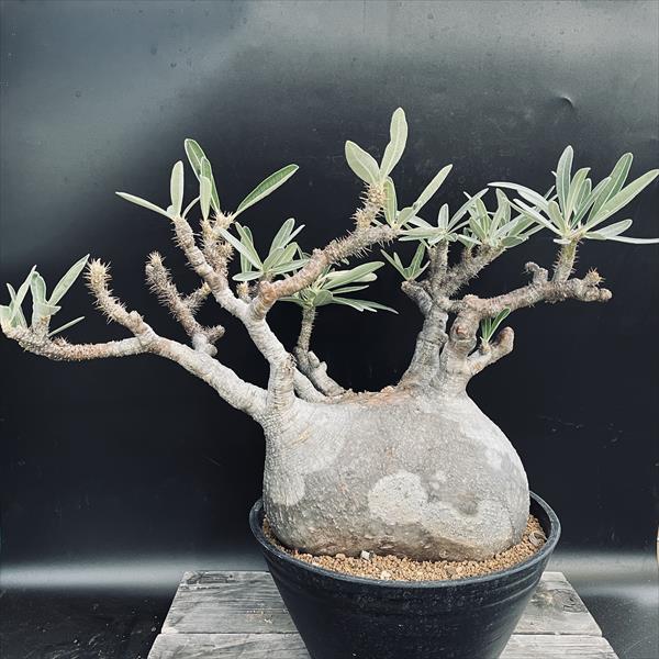 楽天市場】コーデックス：パキポディウム グラキリス 発根済*塊根幅