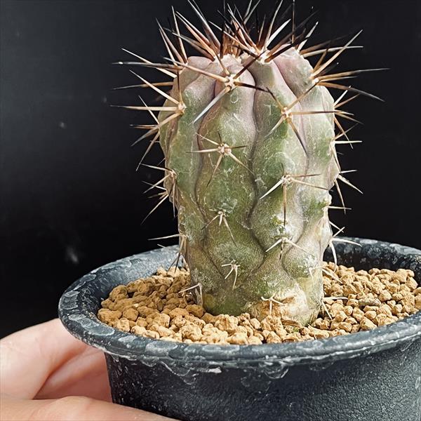 楽天市場】サボテン：コピアポア 黒王丸*幅3.5cm ☆赤松実生 現品