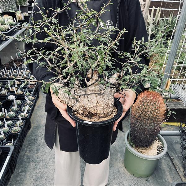 楽天市場】盆栽仕立て：オペルクリカリア パキプス 発根済*塊根幅