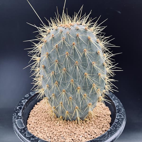 楽天市場】サボテン：ガラパゴスウチワ*全幅8cm : 遊恵盆栽 楽天市場店