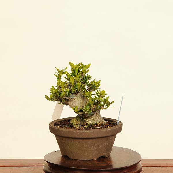 楽天市場】盆栽 特選：実成梔子(くちなし) 現品*クチナシ Rubiaceae