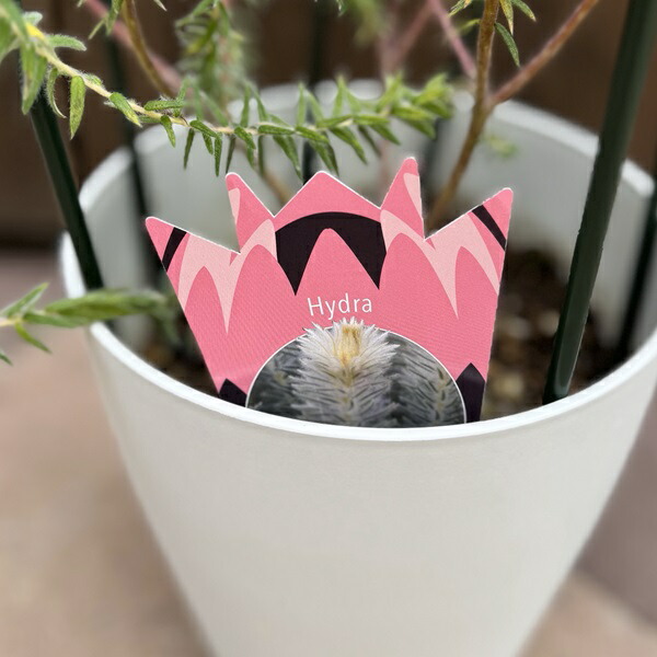 楽天市場】鉢花 観葉植物：フィリカ プベッセンス ワフトフェザー