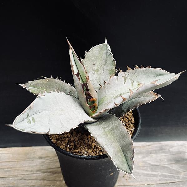 楽天市場】多肉植物：アガベ チタノタ*M 幅12cm : 遊恵盆栽 楽天市場店