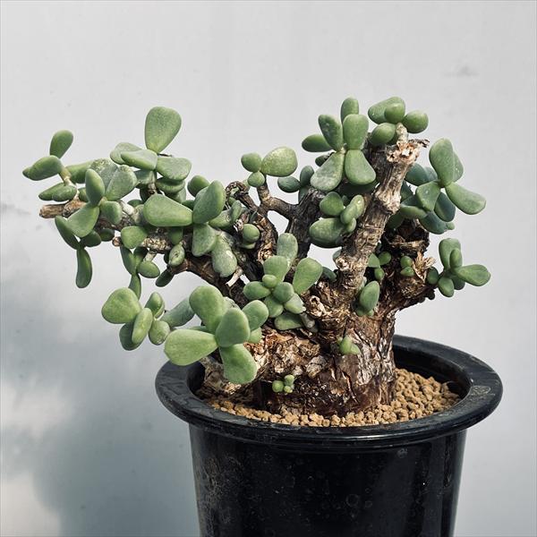 楽天市場】コーデックス：ケラリア ピグマエア 大株 発根済*葉幅15cm