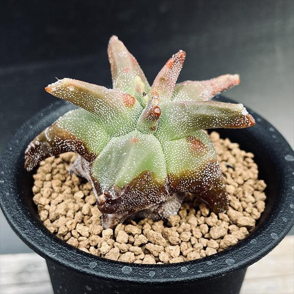 楽天市場】サボテン：鸞鳳玉（らんぽうぎょく）モンスト*幅6cm