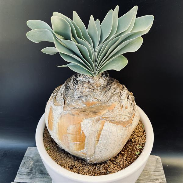 楽天市場】☆特価☆コーデックス：ブーファン ハエマンソイデス 発根済