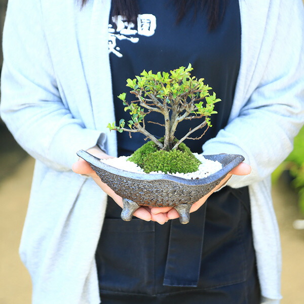 楽天市場】盆栽：長寿梅*(信楽焼黒釉平造舟型鉢) 寒水小袋付き 花盆栽