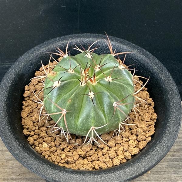 楽天市場】サボテン：メロカクタス 飛雲 実生*幅4.5cm ※傷がある場合