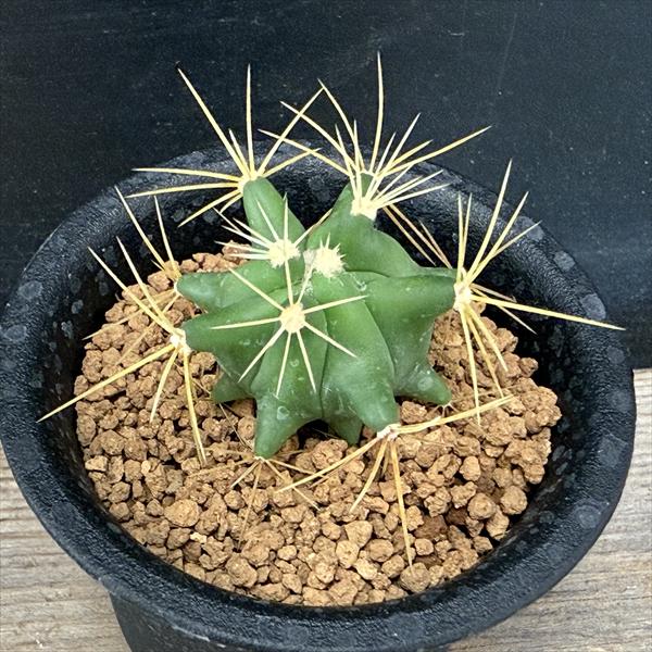 楽天市場】サボテン：フェロカクタス 王冠竜 実生*幅3cm ☆早川氏