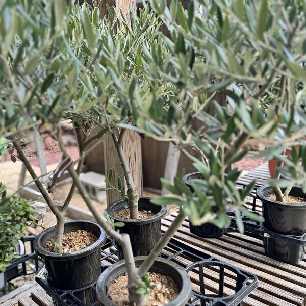 楽天市場】観葉植物 SOUJU（創樹）ブランド：オリーブの木 ネバディロ