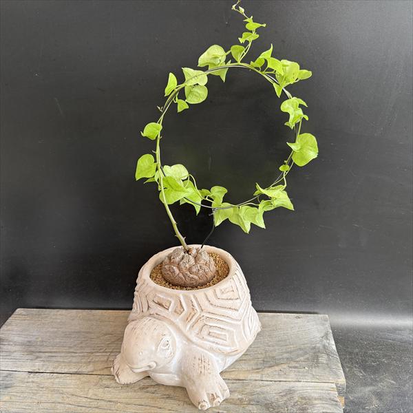 亀甲竜 信楽焼陶器鉢付き 楽天市場】亀甲竜（植木鉢・プランター