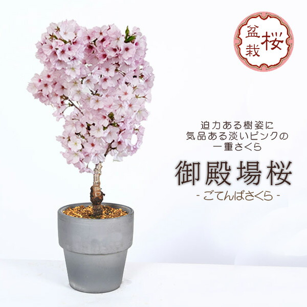 楽天市場】苗：皐月/さつき（夢花火）*サツキ : 遊恵盆栽 楽天市場店