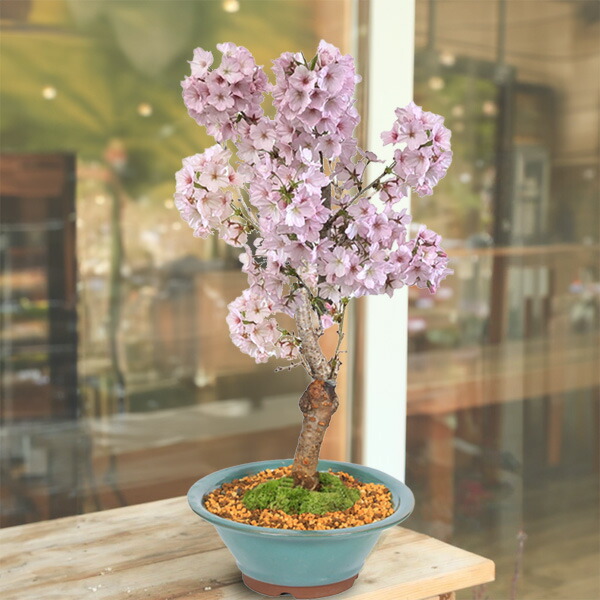 楽天市場】鉢花 観葉植物：フィリカ プベッセンス ワフトフェザー*5号