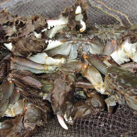 楽天市場】高津川のツガニ（川ガニ）「天然氷締めモクズガニ（オス