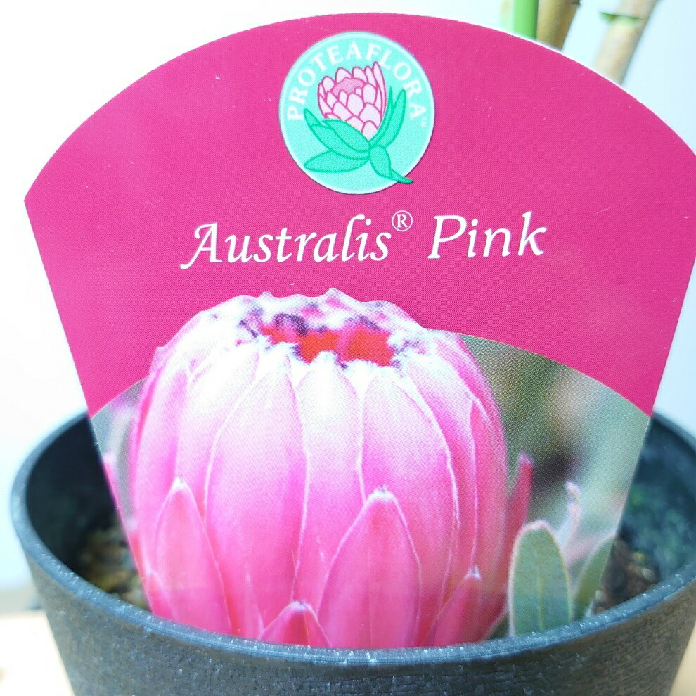 楽天市場】プロテア【オーストラリスピンク】珍しい 超希少 大苗