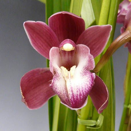 楽天市場】シンビジューム ワインシャワー 赤ワイン色 アーチ 5本立ち