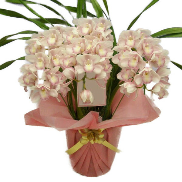 楽天市場】シンビジューム ピンク アーチ 3本立ち ラッピング付 耐寒性