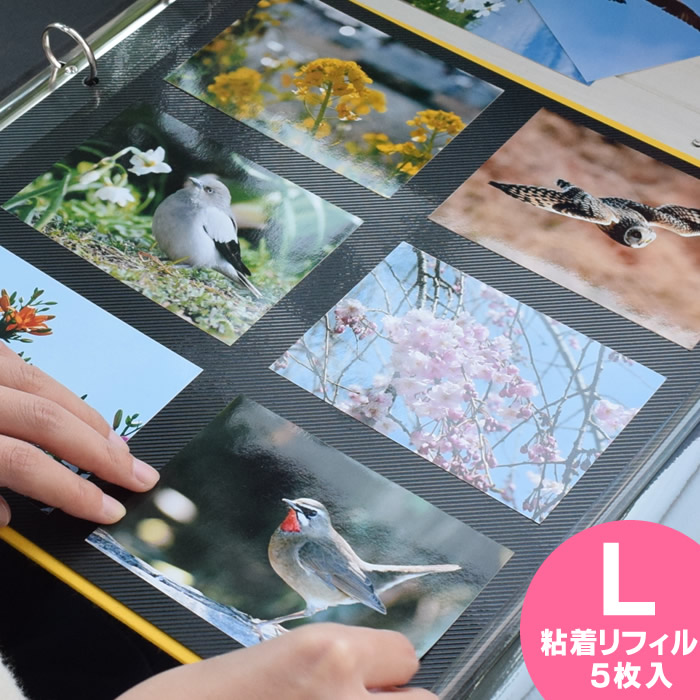 楽天市場】【3月10日はポイント最大10倍祭！】＼楽天1位／ PDフォト