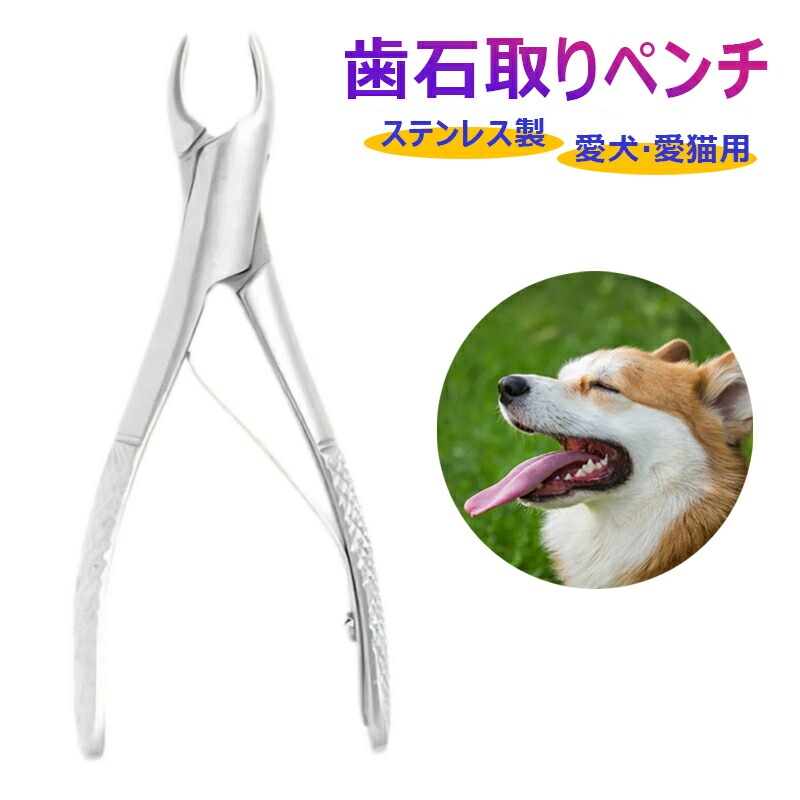 楽天市場】愛犬・愛猫用 歯石取り ペンチ 犬 歯石 デンタルケア ホーム