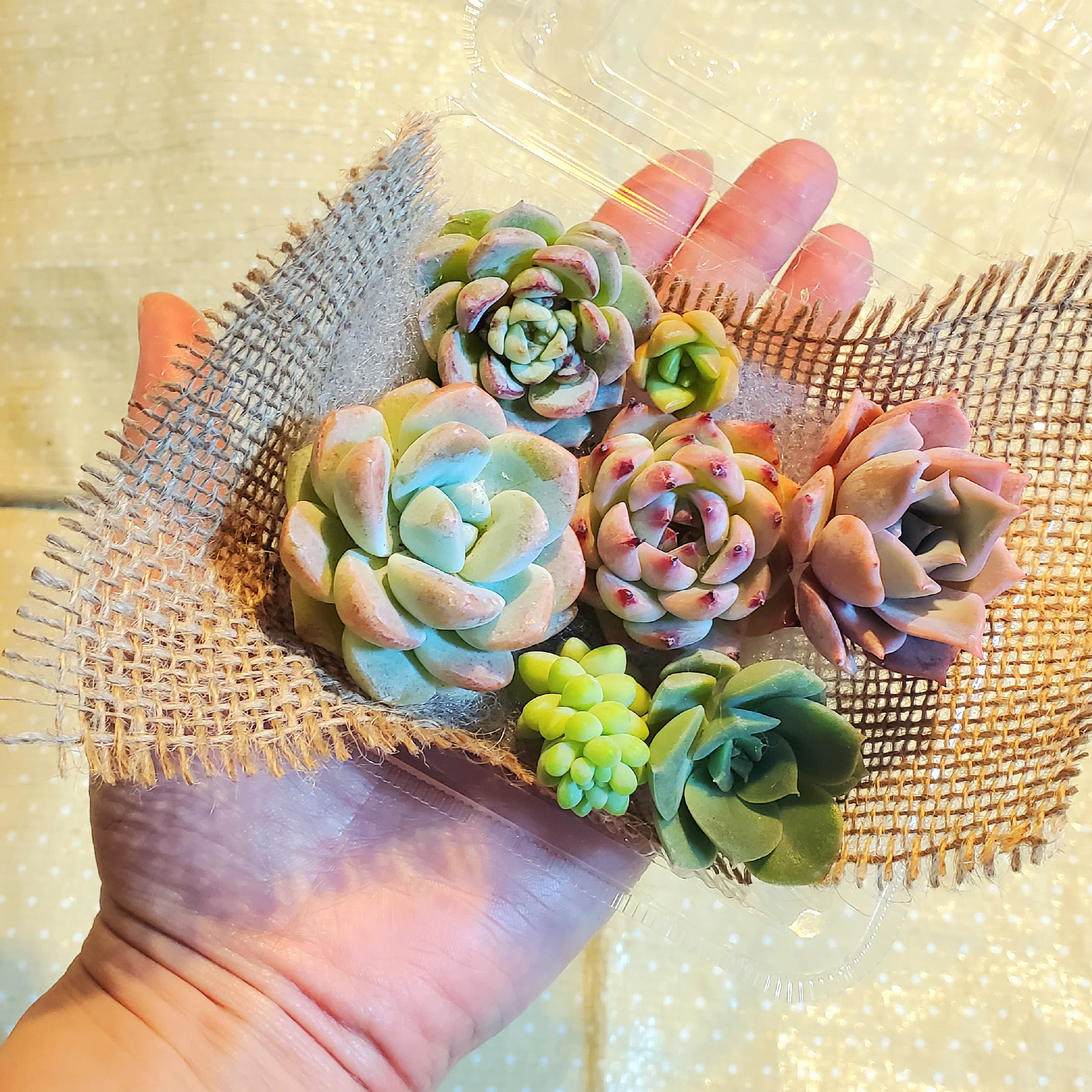 楽天市場】訳あり多肉 エケベリア5個(名無し)+おまけ付育てて楽しい