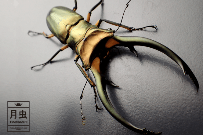 エラフスホソアカクワガタのご紹介｜魅惑の70'sグラム・ロック | 月虫