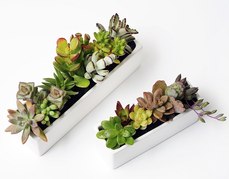 葛西市場よりお届け「多肉植物の寄せ植えキット」(大小2つの制作鉢付き