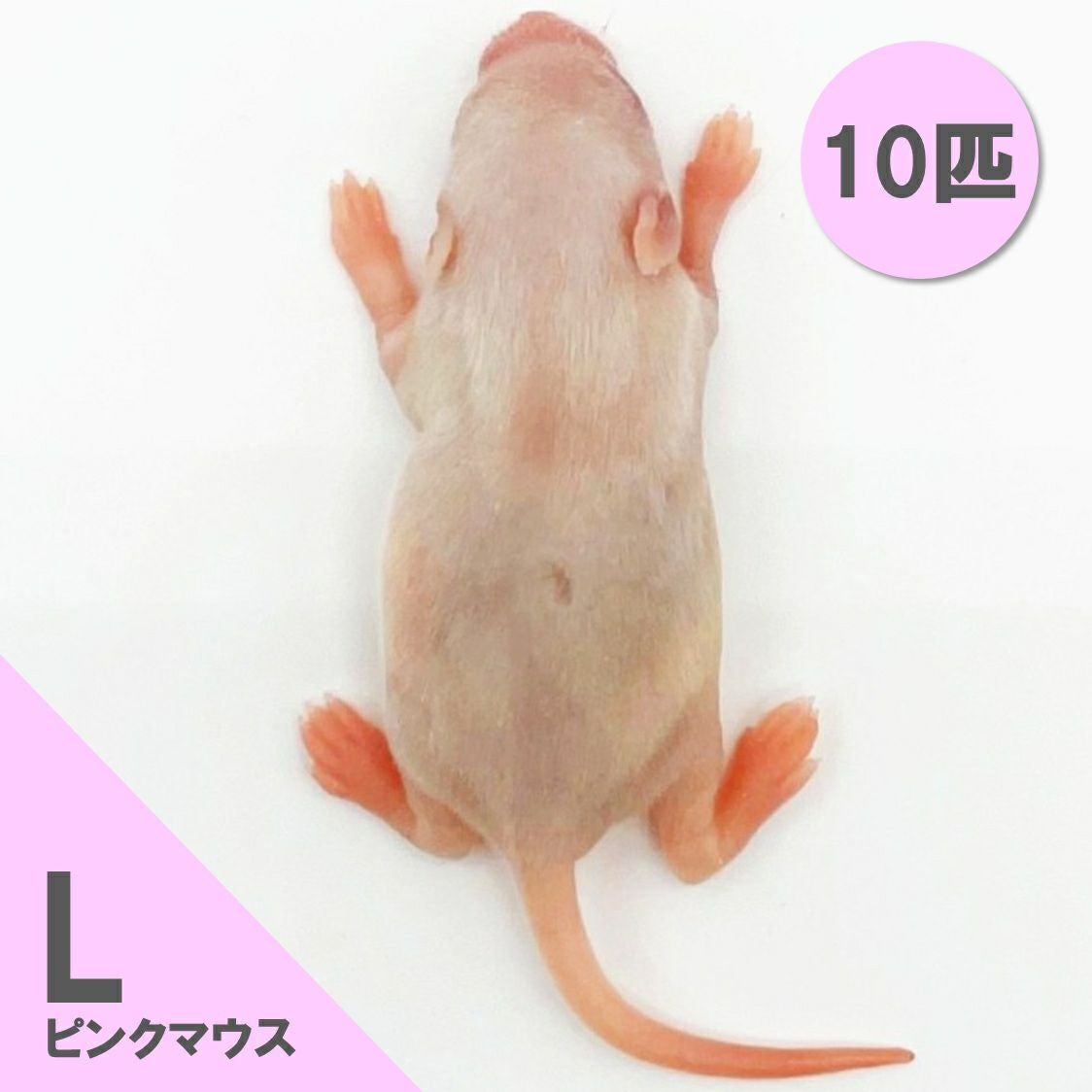 冷凍餌】ピンクマウス L 10匹入 | 月夜野ファームの通販