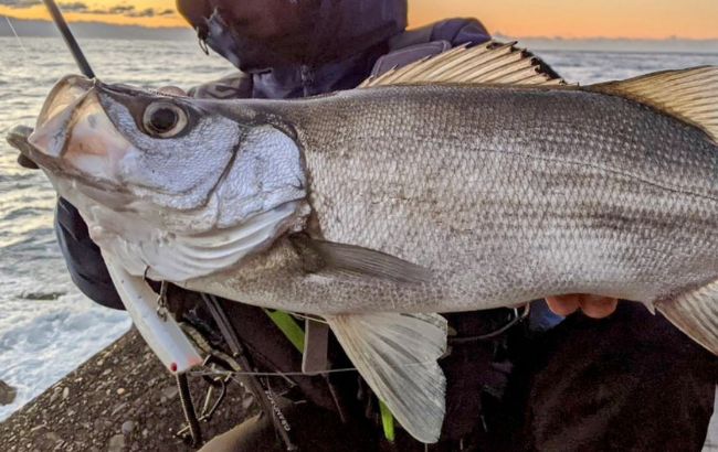 シーバス用ベイトロッドおすすめ10選｜ベイトタックルに挑戦したい人
