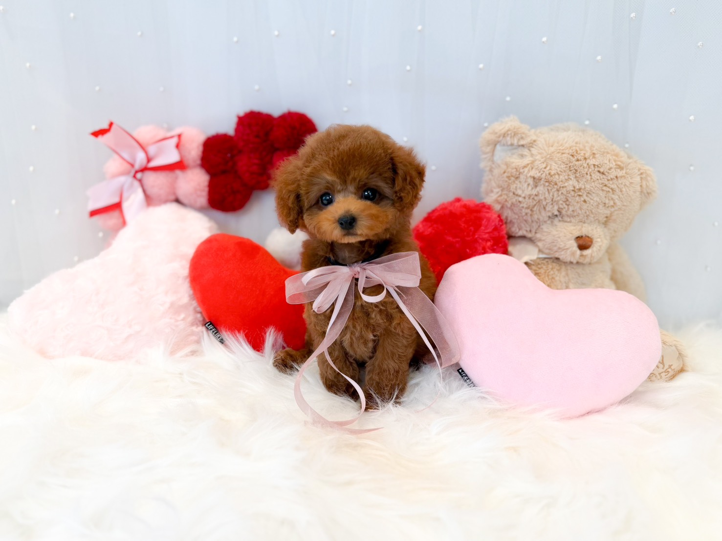 トイプードル子犬のご紹介 | トイプードル専門店｜フェアリスリール