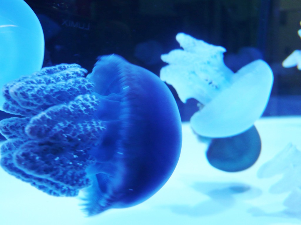 家庭でも育てられる！？色鮮やかなクラゲ水槽の設置事例｜アクアリウム