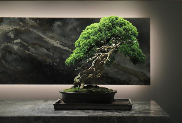 LEASE – TRADMANS BONSAI