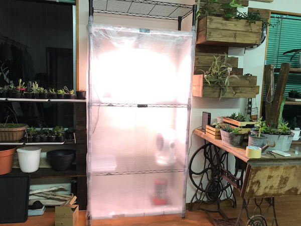 塊根植物 発根管理用 温室の製作 | 塊根植物・コーディックス・多肉